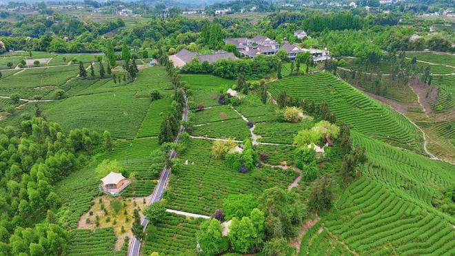 五一假期 名山茶旅融合消费新场景成热门 游客沉浸式体验“茶味